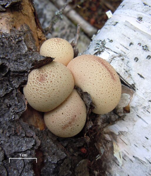 File:Lycoperdon pyriforme Sasata scale.jpg