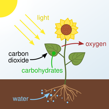 File:Photosynthesis en.svg