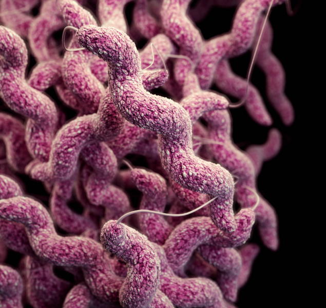 File:Campylobacteriosis.png