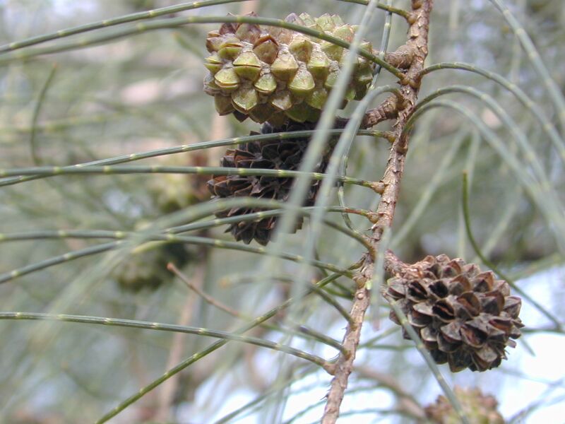 File:Casuarina equisetifolia fruits.jpg