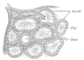 Alveolar gland