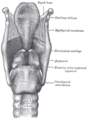 Muscles of the larynx