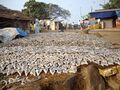Salted fish