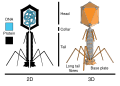 Tevenphage