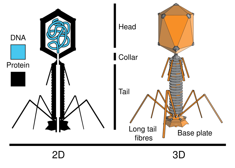 File:Tevenphage.svg