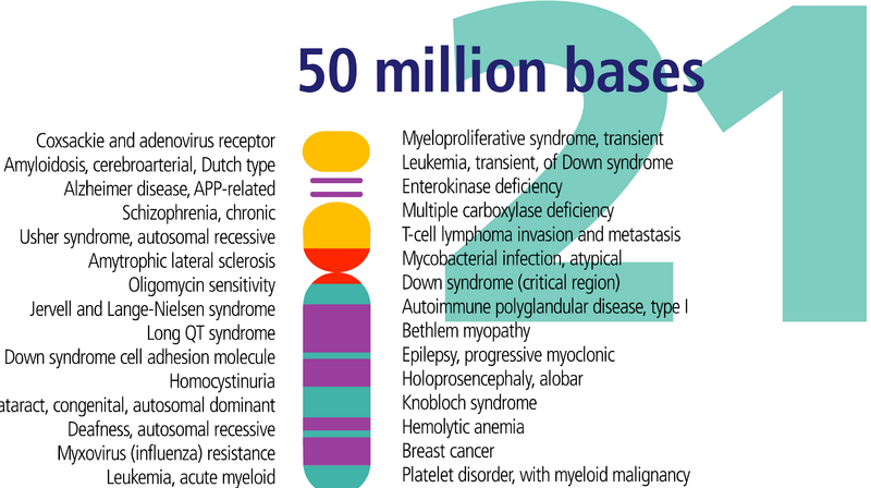 File:Human chromosome 21 description.png