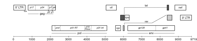 File:Hxb2genome.gif