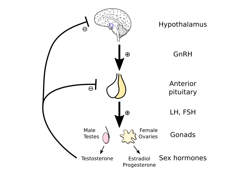 File:Hypothalamic–pituitary–gonadal axis.svg