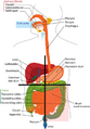 Thumbnail for version as of 03:24, 5 June 2026
