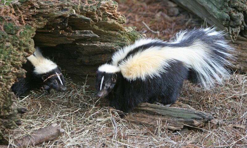 File:Striped Skunk.jpg
