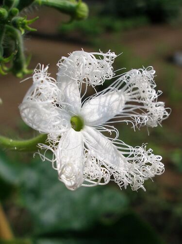 File:Trichosanthes cucumerina flower 1.jpg