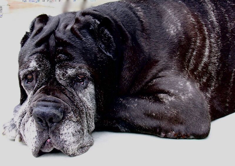 File:10 yr old Mastiff.JPG