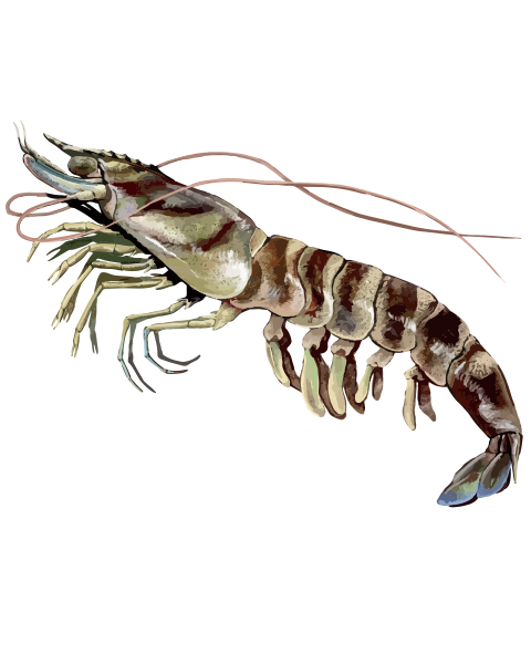 File:202112 Japanese tiger prawn.svg