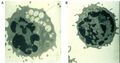 Thumbnail for version as of 01:21, 2 June 2026