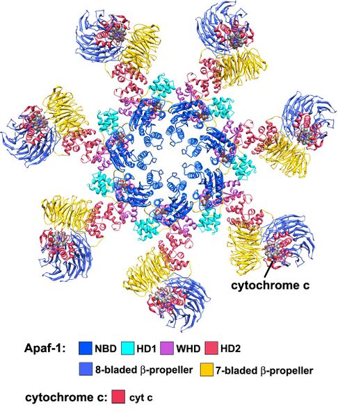 File:Apop atomic model.jpg