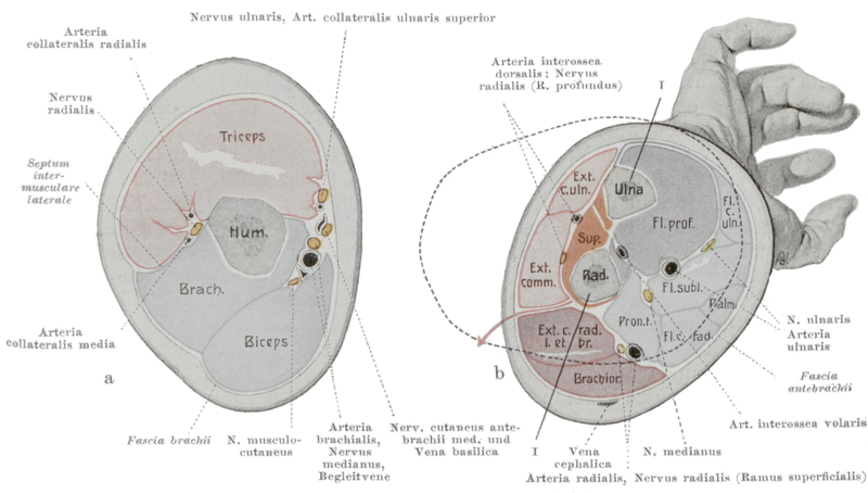 File:Braus 1921 165.png