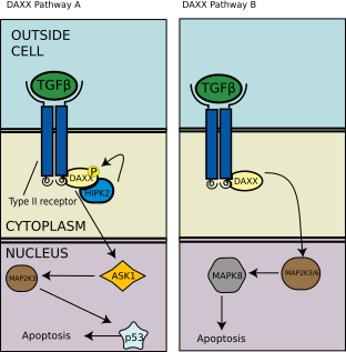File:DAXX Pathway.svg