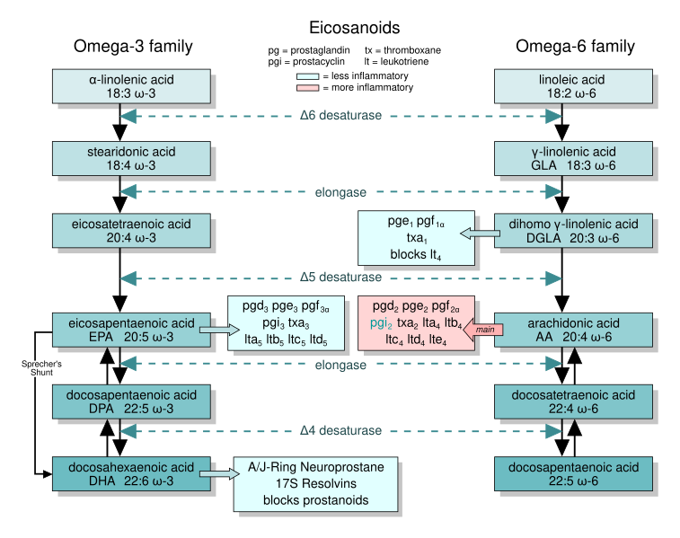 File:EFA to Eicosanoids.svg