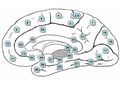 Brodmann areas in cingulate gyrus