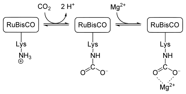 File:RuBisCO regulation.svg