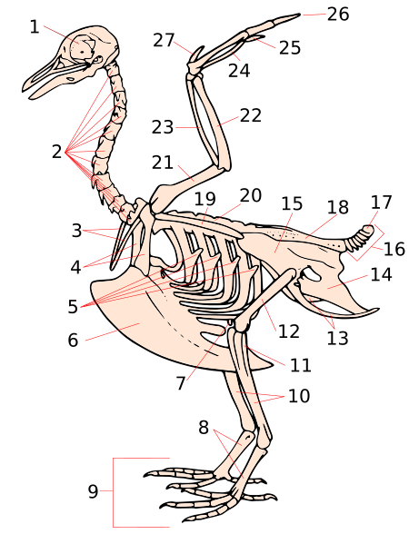 File:Squelette oiseau.svg