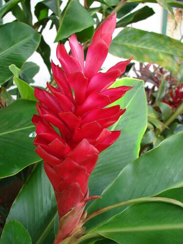 File:Starr 061212-2337 Alpinia purpurata.jpg