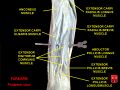 Extensor digitorum muscle