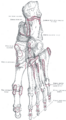 Plantar interossei muscles