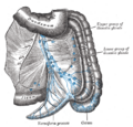 Lymphatic system of the abdomen, posterior view