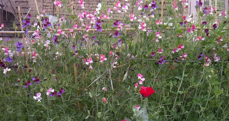 File:Sweet Pea-0.jpg
