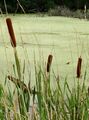 Thumbnail for version as of 22:29, 8 June 2026
