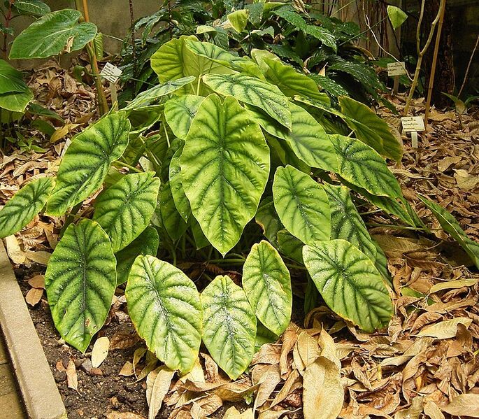 File:Alocasia augustiana ies.jpg