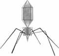 Thumbnail for version as of 13:38, 8 June 2026