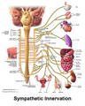 Sympathetic ganglia