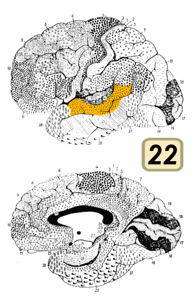 File:Brodmann Cytoarchitectonics 22.png