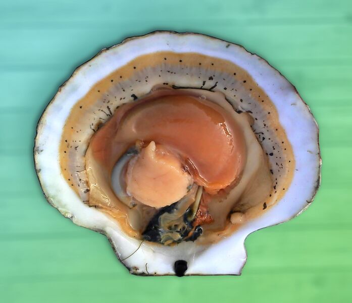 File:Opened scallop shell (3).jpg