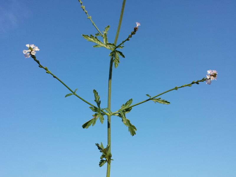 File:Verbena officinalis sl2.jpg