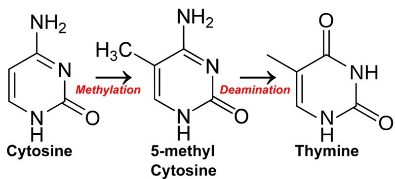 File:Cytosine becomes thymine.png