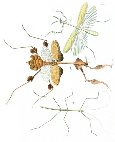 File:DruryV1P050AA.jpg
