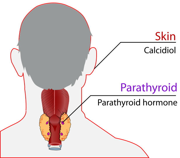 File:Endocrine caclcium en.svg