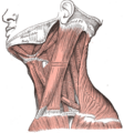 Hyoglossus