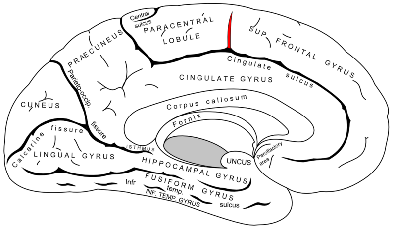 File:Gray727 paracentral sulcus.png