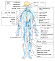 Diagram of the human nervous system