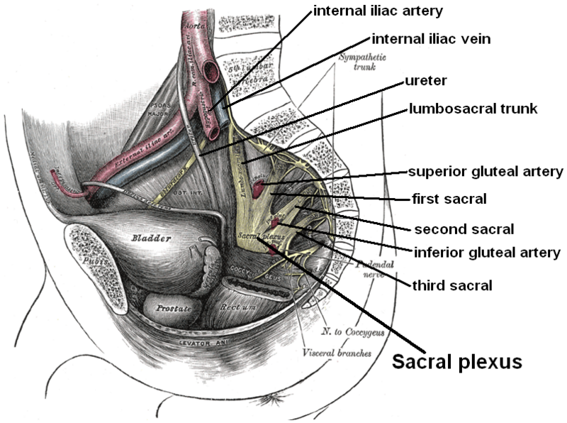 File:Relations of the sacral plexus.png