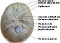 Foramen spinosum