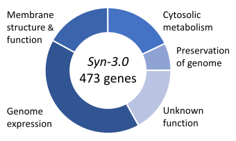 File:Syn3 genome.svg