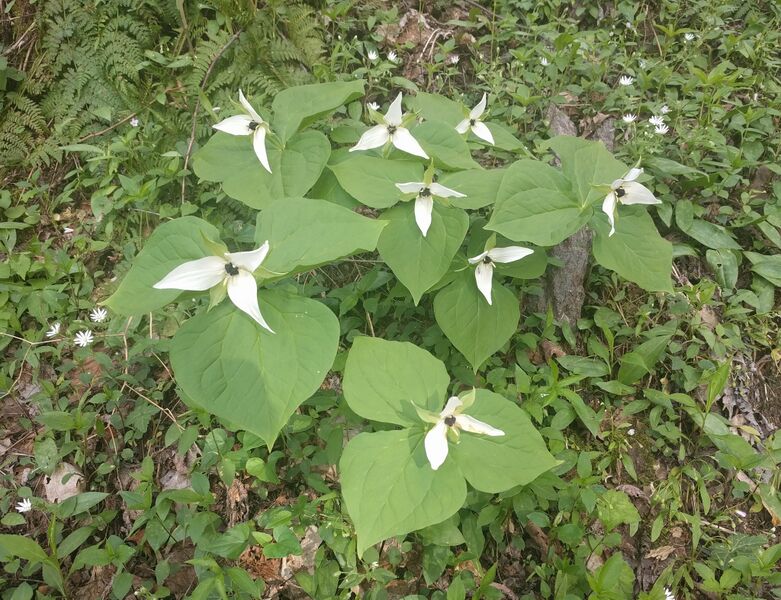 File:Trillium erectum album.jpg
