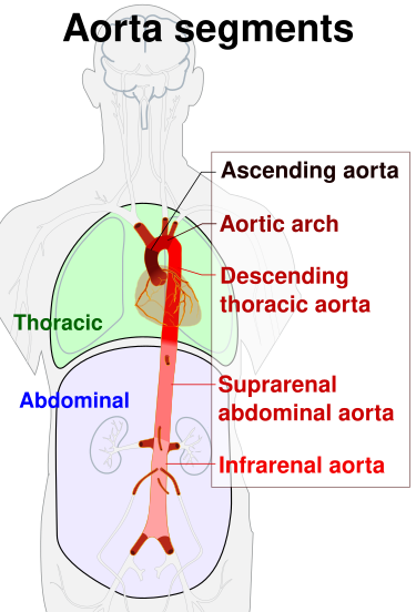 File:Aorta segments.svg
