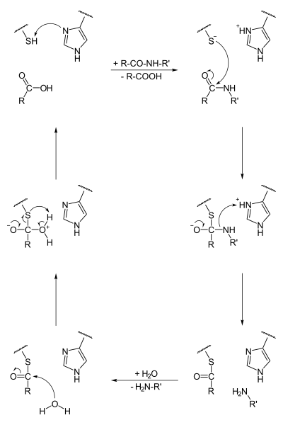 File:Cysteinprotease Reaktionsmechanismus.svg