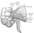 Ileocolic artery